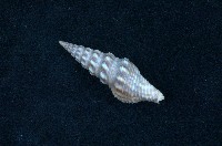 藏品(白瘤捲管螺)的圖片